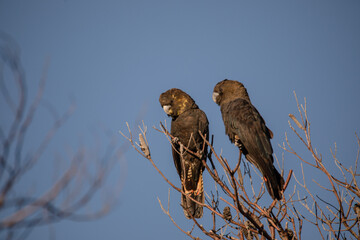 Glossy Black Cockatoo sitting in a tree