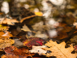 autumn leaves in a puddle