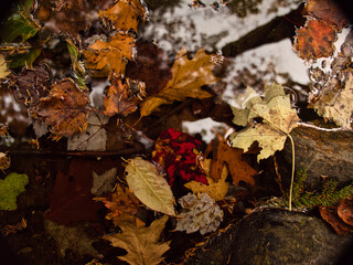 autumn leaves in a puddle