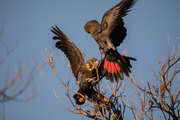 Glossy Black Cockatoo sitting in a tree