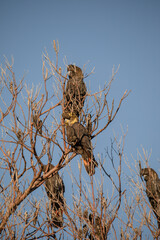 Glossy Black Cockatoo sitting in a tree