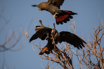 Glossy Black Cockatoo sitting in a tree