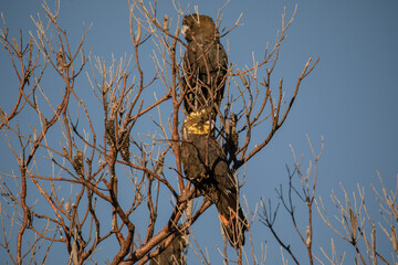 Glossy Black Cockatoo sitting in a tree