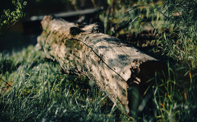 stump in the forest