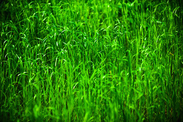 green grass background