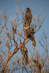 Glossy Black Cockatoo sitting in a tree