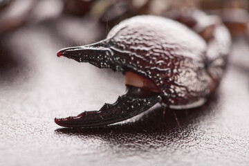 Black scorpion's claw close-up on a dark background. Soft light