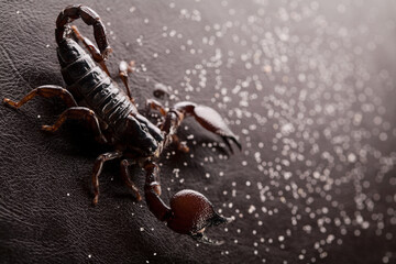 Black scorpion close-up on a dark background with sand. Soft light