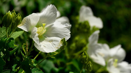 午前の芙蓉