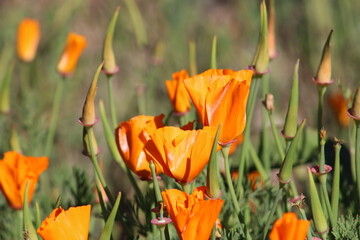 California Golden Poppies in San Francisco