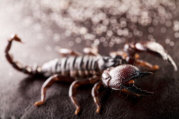 Black scorpion close-up on a dark background with sand. Soft light