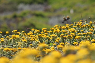 San Francisco in the Summer
