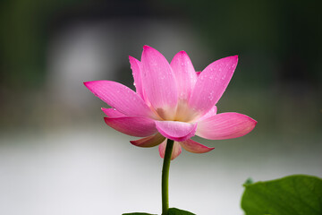 A blooming lotus in the rain