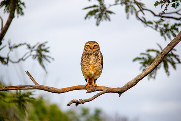 Isolated burrowing owl perched on dry branch looking ahead in selective focus.