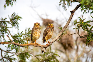 couple of isolated burrowing owls perched on dry branch looking forward in selective focus .