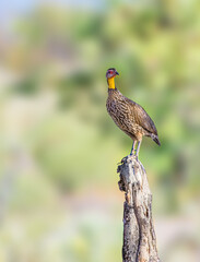 Yellow Necked Francolin