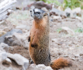 Yellow Bellied Marmot
