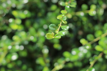 leaf with drops