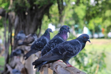 pigeon in the park