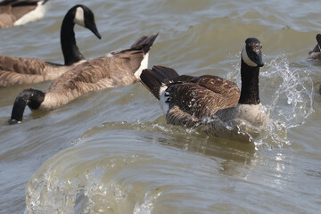 Canada geese riding the waves because the waves have stirred up plant material that they eat. Bright summer sunny day
