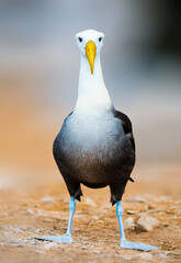 Waved Albatross
