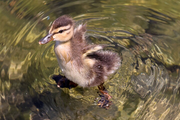 Mallard duck chicks in water or on land in rocks on a bright summer sunny day at the lake
