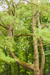 Large brown tree with branches in the forest.