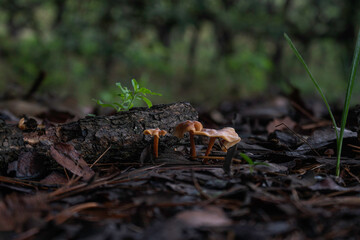bosque