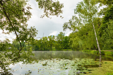 A pond with water lilies in the forest.