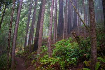 morning in the forest