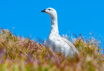 Upland Goose