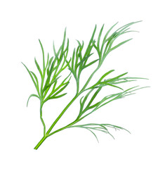 Sprig of fresh dill on white background, top view
