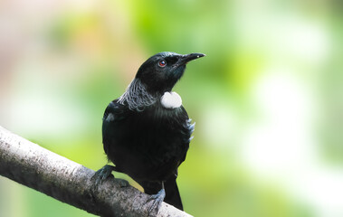Tui