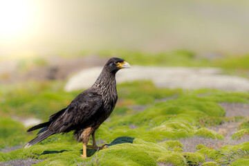 Striated Caracara