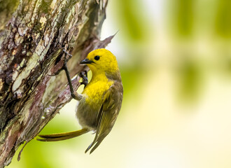 Yellowhead
