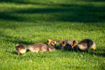 Canada goose (Branta canadensis) goslings in Wausau, Wisconsin during the springtime