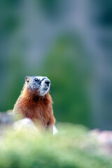 Woodchuck
