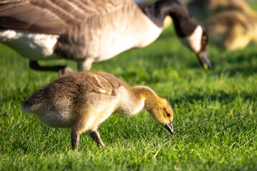 Canada goose (Branta canadensis) gosling looking for food in the green grass in springtime