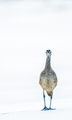 Whimbrel