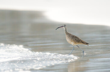 Whimbrel