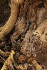 root raices