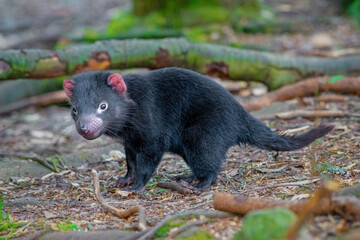Baby Tasmanian Devil