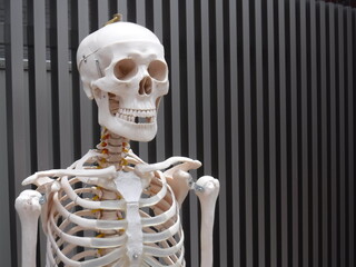 骸骨の模型　～Skeleton model