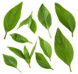 Fresh basil leaves isolated on white background