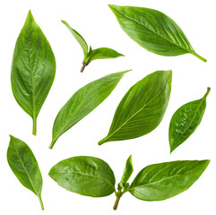 Fresh basil leaves isolated on white background