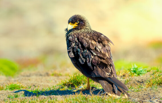 Striated Caracara