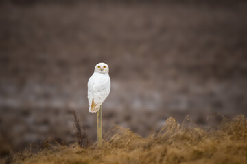 Snowy Owl