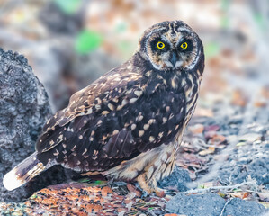 Galapagos Short Eared Owl