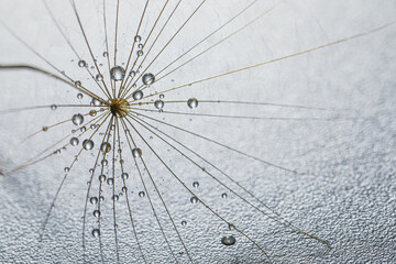 Seed of dandelion flower with water drops on grey background, closeup