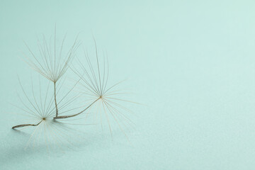 Seeds of dandelion flower on light background, closeup. Space for text